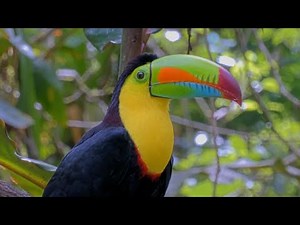 Keel-billed Toucan Hangs Out In The Canopy Above Fruit Feeder | Jan. 8, 2026