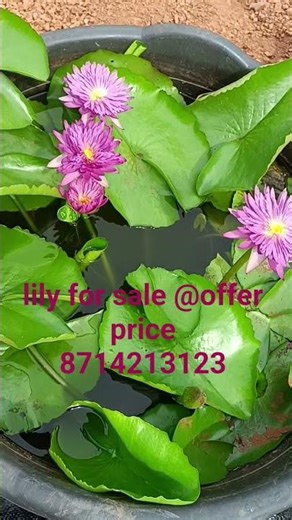 lilyforsale@careblooms