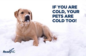 3.3K views · 16 reactions | Bring pets inside during winter weather. Move other animals or livestock to sheltered areas with non-frozen drinking water. You can also get more pet safety tips on ReadyNC.gov. ____ Durante el invierno, lleve las mascotas adentro de la casa. Traslade otros animales o ganado a zonas protegidas con agua potable no congelada. También puede obtener más consejos sobre la seguridad de las mascotas en ReadyNC.gov. | NC Emergency Management | Facebook