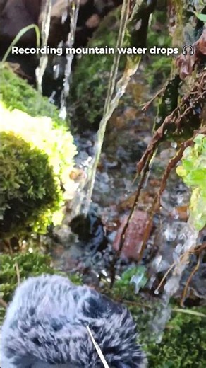 Field Recording Session 🎧 Capturing Mountain Water Drops on Moss