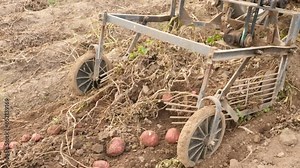 Closeup of potato digger machine working on field, lifting potatoes from soil during harvesting. High quality 4k footage
