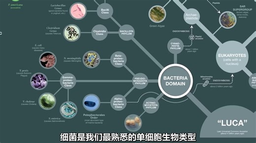 生物进化树 1 早期生物 无脊椎&鱼 (2024) 水山汉化