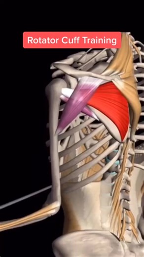 Understanding Rotator Cuff Muscles and Training