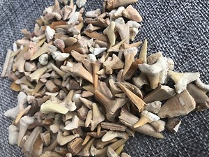 6/10 Oz Real Fossil Shark Teeth.bag of Real Fossil Shark Teeth.shark Art,shark Lover. - Etsy