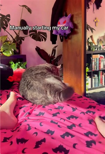 Hilarious Cat Tickle Moments