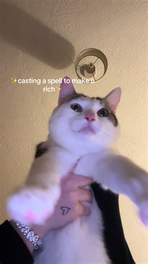 How to Cast a Spell to Attract Wealth for Your Cat