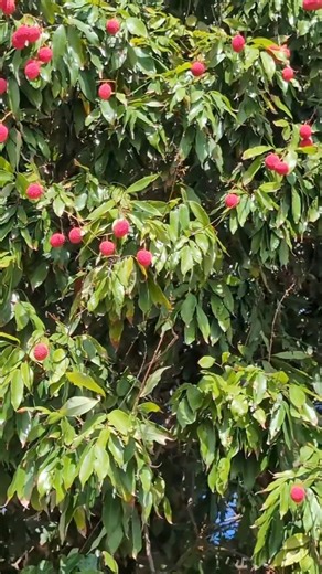 Presented by Duncan Edwards The Lychee plant It is a tropical plant that thrives in warm, humid conditions, producing clusters of sweet, fragrant, pink-to-red fruits with juicy, translucent white flesh and a single seed. The tree has a dense, rounded canopy with evergreen leaves. In Trinidad & Tobago and Jamaica, it thrives in a warm, humid, frost-free climate. Introduced to the region centuries ago by Chinese immigrants, lychee has since become a popular fruit for both locals and visitors, cele