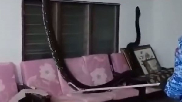 Giant 18-foot python falls through ceiling into family home