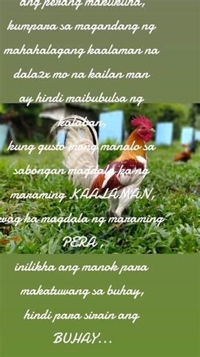 Understanding Sabong: The Battle of Skill and Knowledge