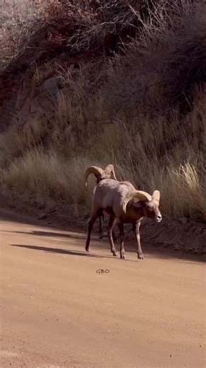 Understanding American Deer Season and Wildlife