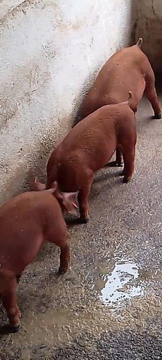 How to treat worms in your pigs #pigfarming