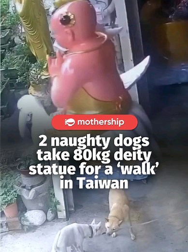 pov: your dogs decide it’s THEIR turn to take someone for a walk 😤 Egg White and Egg Yolk are mischievous doggy brothers raised at a temple-statue factory in the Wufeng District of Taichung, Taiwan. Barely a year old and seemingly at their naughtiest, the pair bit onto a rope and dragged an 80kg deity statue clean out the factory door. Egg White was the mastermind, apparently, roping a reluctant Egg Yolk into his antics. It turns out, however, that the statue belonged to a client, and was custo