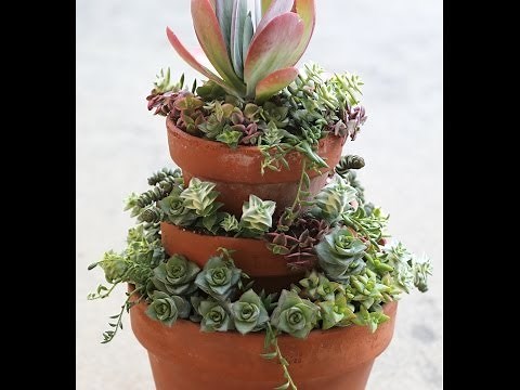 Plant Stacked Crassulas in Stacked Pots