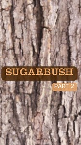  Before tapping a sugar maple, you need to know what they look like!...