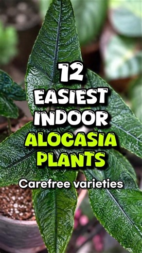 Best Alocasia Plant Varieties for Indoors / Easy-Care Indoor Alocasia Plants #IndoorPlants #Short