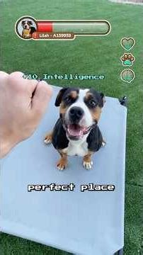 New Quest: Test Lilah’s Skills in the Dog Shelter Games