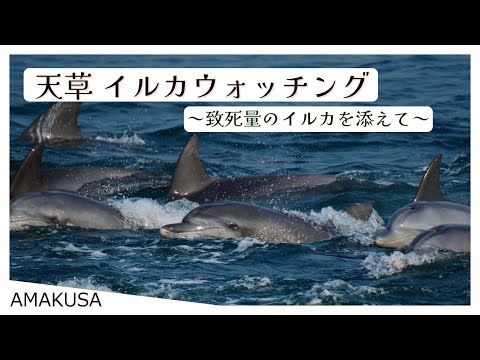 【天草 イルカウォッチングツアー】致死量のイルカを見に行こう！！