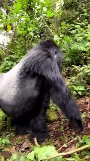 Into the mist, where giants roam… 🦍There’s nothing quite like coming face to face