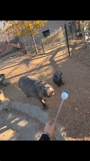 Keeper Sierra | POV: you’re a hippo trainer 🦛😎 what you see in the video is a target behavior, which is usually the first behavior we train an animal. Then... | Instagram
