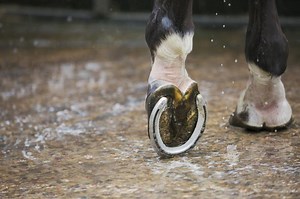 Horse Hoof Anatomy: Breakdown of the Parts  | LoveToKnow Pets