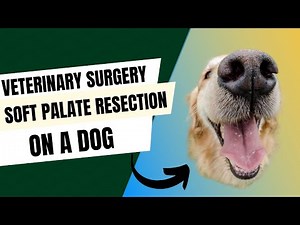 Soft Palate Resection in Dogs: Step-By-Step Surgical Walkthrough