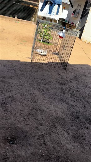 Se le pego la viruela al Self Blue que recomiendan que le ponga ? Le estoy echando pasta de dientes y red Kote #tiktokponemeenparati #ponmeenparati #gallo #gallosfinos #hatch #rooster #gallos #gamefowl #fyp #galleros #kikiriki #azteca #bantam #aztekeros