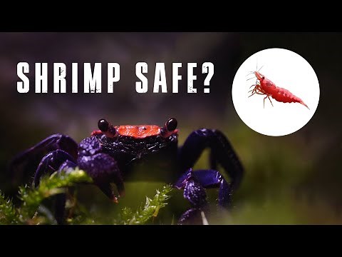 🦀 SHRIMP AS VAMPIRE CRAB TANK MATES