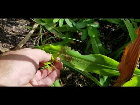 How to Grow Corn in Florida?