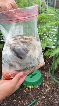 How to set up an in ground composting bin