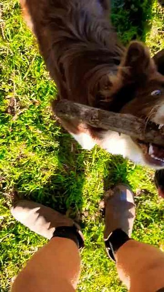 Some of the Most Powerful Jaws on a Dog