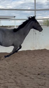 Aqha colt $$ 661 3699458 | Amarillo TX Horse Exchange