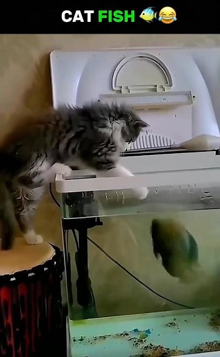 Funny Cat Fish 😂#trending #cat #viral #funny #fyp