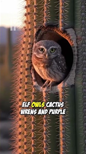 Inside A 200-Year-Old Cactus: GoPro Captures Woodpecker's Secret World!