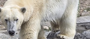 Zoological Design & Architecture Projects | WDM Architects