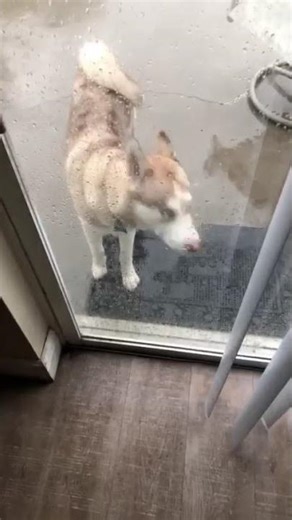 Close call: a stubborn dog's lightning encounter