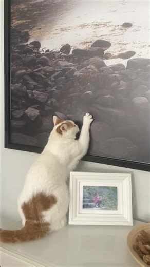 Hooray! They got a new scratching post! 😁❤️