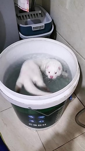 Adorable Mink Swimming Daily - Cute Mink Pet Care Routine