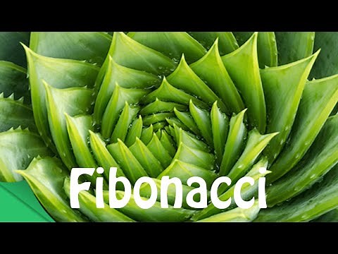How to Pronounce Fibonacci