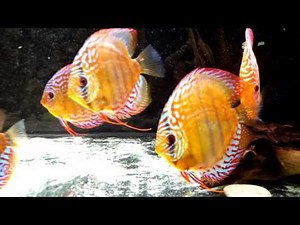 Дискусы / Малыши выросли / Discus. The kids have grown