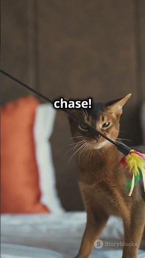 Discover the Majestic Abyssinian Cat!