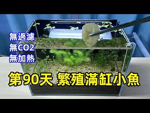 無過濾水草缸，第90天，繁殖滿缸小魚，無CO2、無過濾、無加熱、無施肥生態缸，模仿FOO的治癒型魚缸