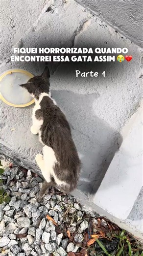 I couldn't close my eyes to this situation 😢 Follow me, I'll post part 2 #cats