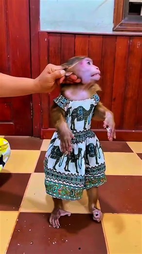 Mommy gives hard lesson advices #asmr #monkey #lesson #advices | monkeys of TikTok