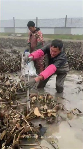 Catching Softshell Turtles in the Pond! Traditional Chinese Turtle Trapping Adventure#捉鱉