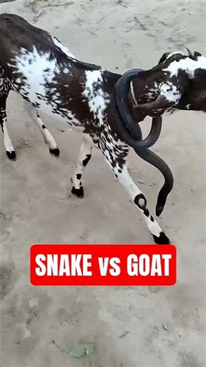Why Snakes Wrap Around Sheep Necks #snake #animals #wildlife