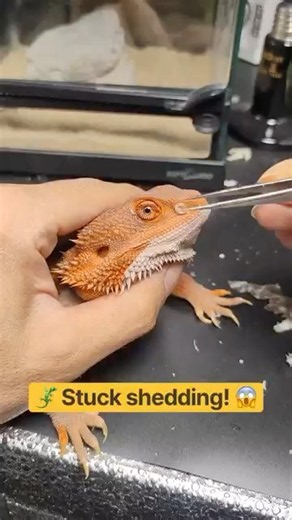 Bearded Dragon’s Stubborn Nose Shed Finally Comes Off! 😱🦎👃