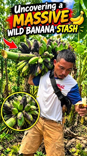 Uncovering a Massive Wild Banana Stash 🍌
