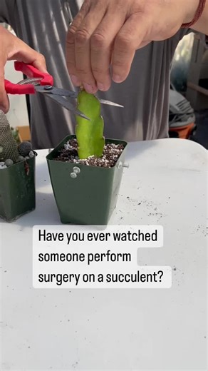 Planet Desert on TikTok