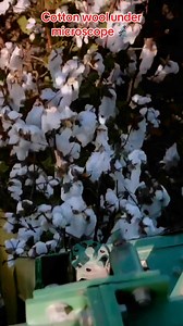 52K views · 751 reactions | How cotton wool look like under microscope  Cotton wool consists of silky fibers taken from cotton plants in their raw state. Impurities, such as seeds, are removed and the cotton is then bleached using hydrogen peroxide or sodium hypochlorite and sterilized. #cotton #Cottonwood #wool #plants #nigeria #foryoupageシ | Tukur Sa'ad | Facebook