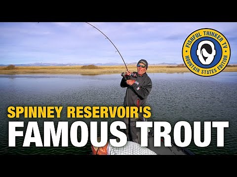 October Spinney Reservoir Trout (trout fishing); Fishful Thinker TV